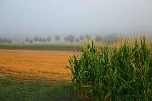 What to expect. Misty fields